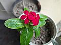 Catharanthus roseus grown in a balcony