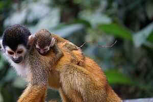 Central American squirrel monkey mother and baby