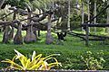 Chimpanzee, Zoo Miami