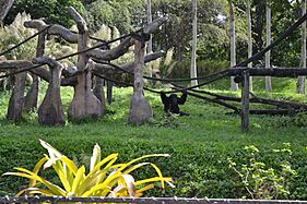 Chimpanzee, Zoo Miami
