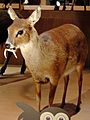 Chinese water deer Stuffed specimen
