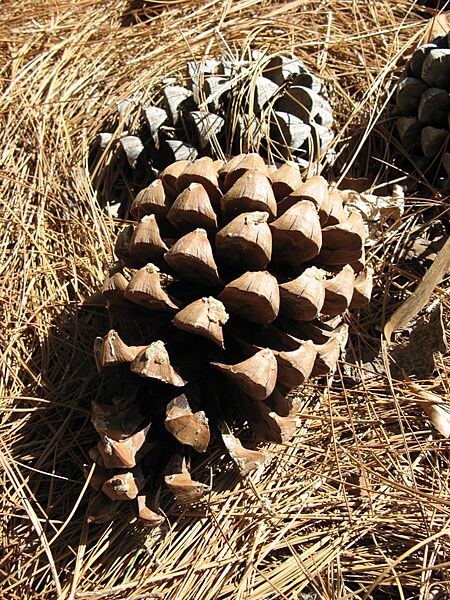 Chir Pine Cone
