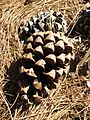 Chir Pine Cone