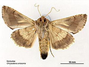 Chrysodeixis eriosoma ventral