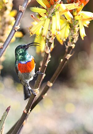 Cinnyris afer -Walter Sisulu National Botanical Garden, Roodepoort, South Africa-8a