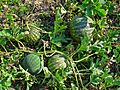 Citrullus colocynthis 004