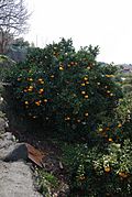 Citrus kawanonatsudaidai