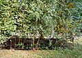 Codrington Family Plot 2016