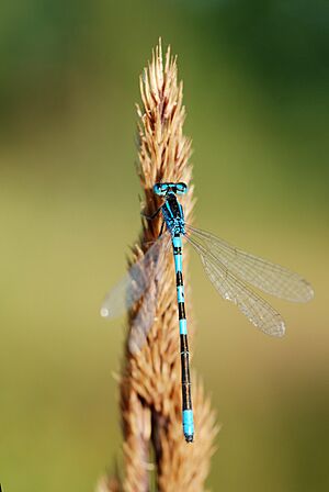 Coenagrion scitulum (4890313519)