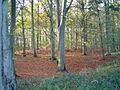Collyweston Great Wood - geograph.org.uk - 84284