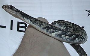 Coluber constrictor anthicus.jpg