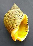 Cominella adspersa (speckled whelk) underside