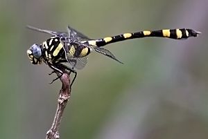 Common Clubtail (Ictinogomphus rapax) W IMG 0224.jpg