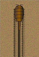 Conceptual drawing of Mosineia making the trackway Protichnites