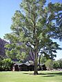 Cottonwood at Zion Lodge