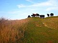 CowsWarden