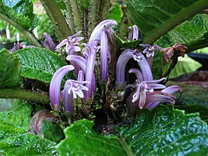 Cyanea truncata flower.jpg