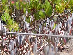 Darwinia glaucophylla PA250483 03