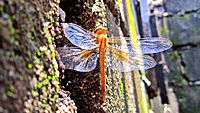 Diplacodes haematodes or the scarlet pecher dragonfly