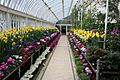 Early Spring in Palm House, Botanic Gardens, Belfast