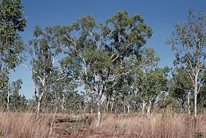 Eucalyptus tectifica.jpg