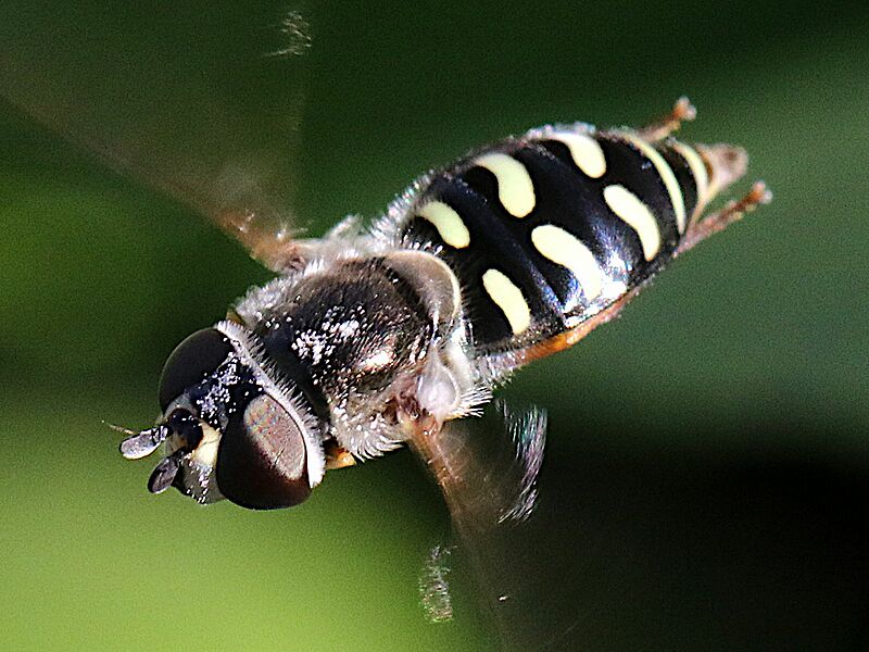 Eupeodes volucris-female hovering