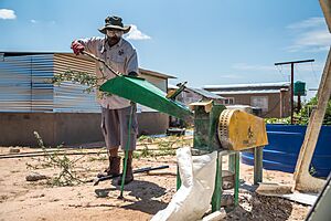 Farmer mills branches of shrubs for the production of animal fodder in Namibia