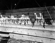 Fish drying on outside wall of house, Shakan, Alaska, July 16, 1911 (COBB 193)