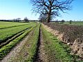 Footpath to Micklethwaite. - geograph.org.uk - 119420