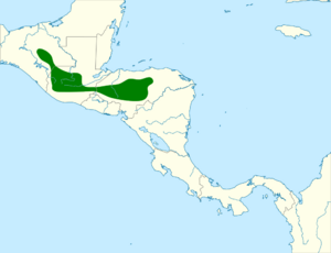 Glaucidium cobanense map.svg