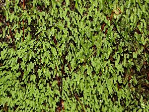Glaucous moss watagans.jpg