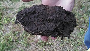 Great Soil Structure in Stehly Crop Field in Eastern, SD (21480483232)