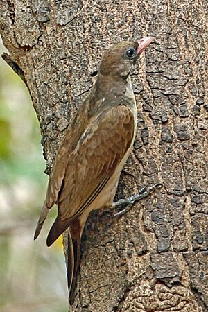 Greater Honeyguide, Gambia