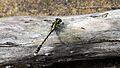 Green eyes dragonfly HNP flank (16072862237)