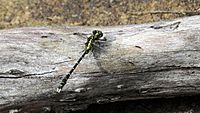 Green eyes dragonfly HNP flank (16072862237)