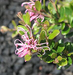 Grevillea 'Miss Muffet'