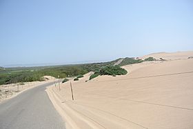 Guadalupe Dunes County Park road