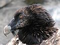 Gypaetus-barbatus-bearded-vulture-0b