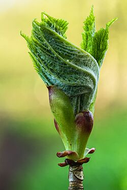 Half geopende bladknop van een paardenkastanje (Aesculus) 29-03-2026. (d.j.b)