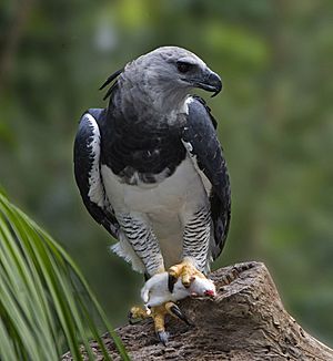 Harpia harpyja 001 800