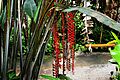 Heliconia hilo