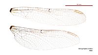 Hemigomphus atratus male wings (34248921813)