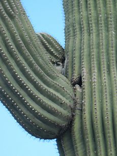 House Sparrow nesting in saguaro cactus