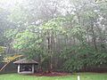 Kalopa State Recreation Area