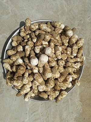 Khumbhi (local name for mushroom in Tharparkar)