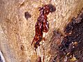 Kino oozing from a small fissure on a Eucalyptus cladocalyx