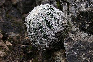 Lace Cactus (Echinocereus reichenbachii) 3