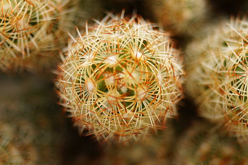 Lady finger cactus