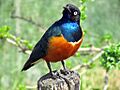 Lamprotornis superbus -Kansas City Zoo, Missouri, USA-8a