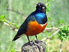Lamprotornis superbus -Kansas City Zoo, Missouri, USA-8a